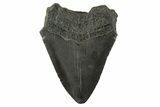 Bargain, Fossil Megalodon Tooth - South Carolina #332322-1